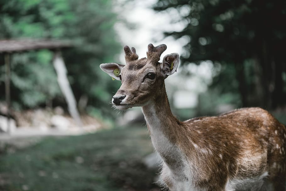 brown door, deer in wilderness, background, bokeh, eye, wildlife HD wallpaper