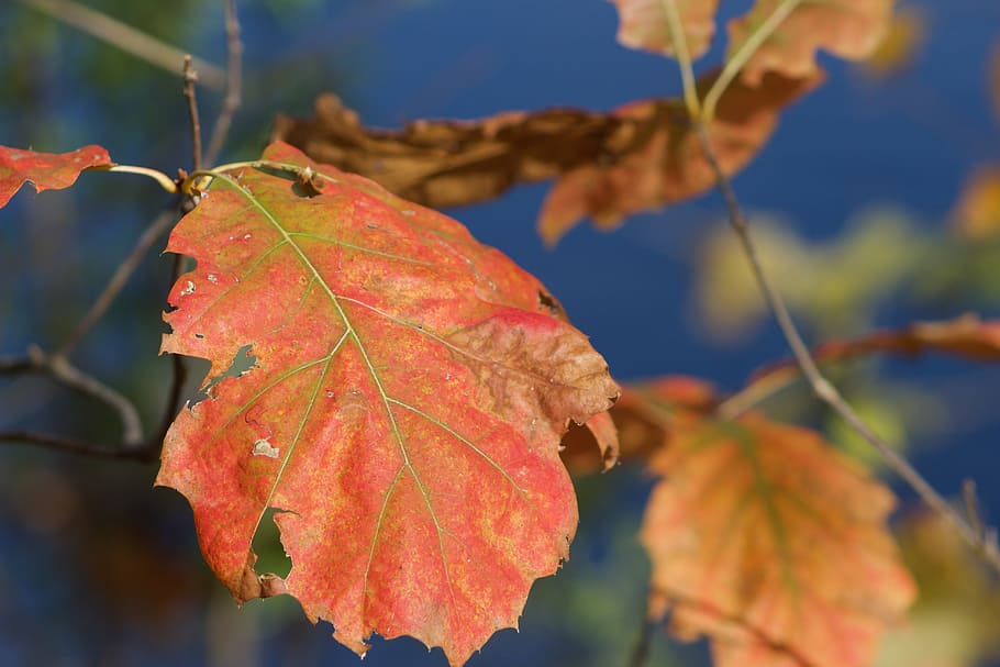 leaf, autumn, fall, autumn leaves, nature, red, orange, season HD wallpaper