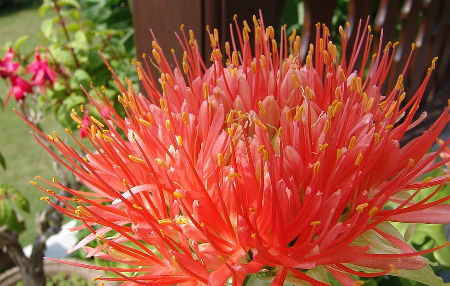 flower, blossom, bloom, pollen, close, plant, blood plant, flowering plant HD wallpaper
