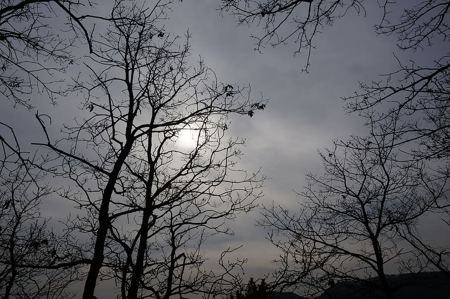 fog, cloud, sea, solar, sky, tree, low angle view, plant, branch HD wallpaper