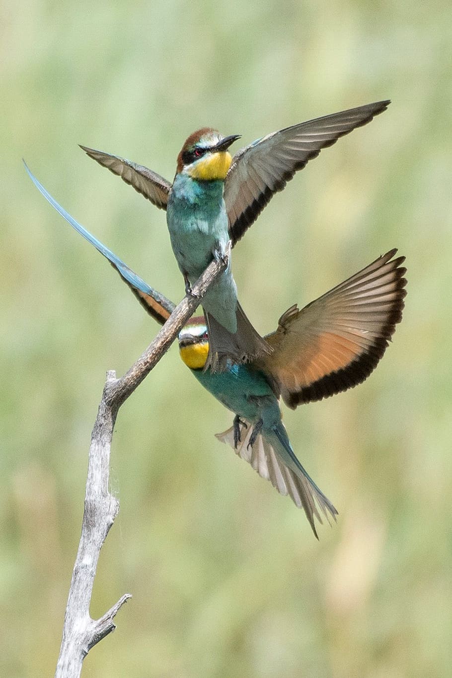 animals, birds, biotope, valais, little bee-eater, animal wildlife HD wallpaper