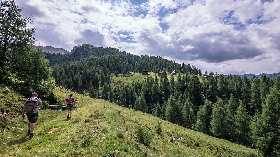 green pine trees, nature, mountain, panorama, landscape, scenic HD wallpaper