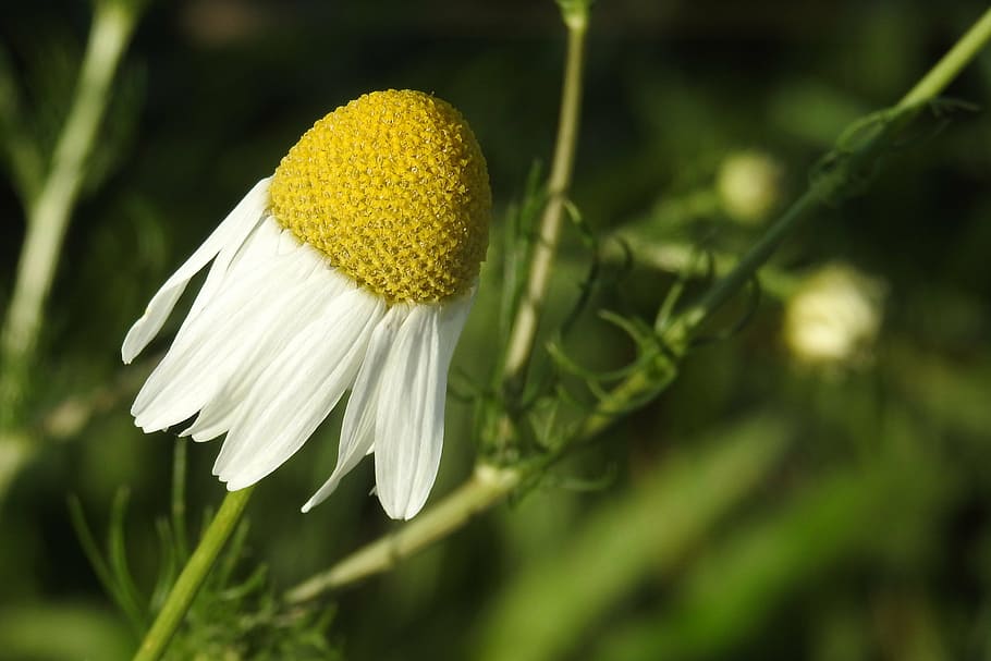 chamomile, chamomile flower, composites, roadside, plant, beauty in nature HD wallpaper