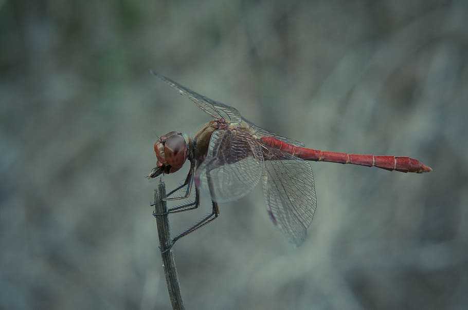 dragonfly, eat, close, nature, insect, prey, macro, predatory insect HD wallpaper