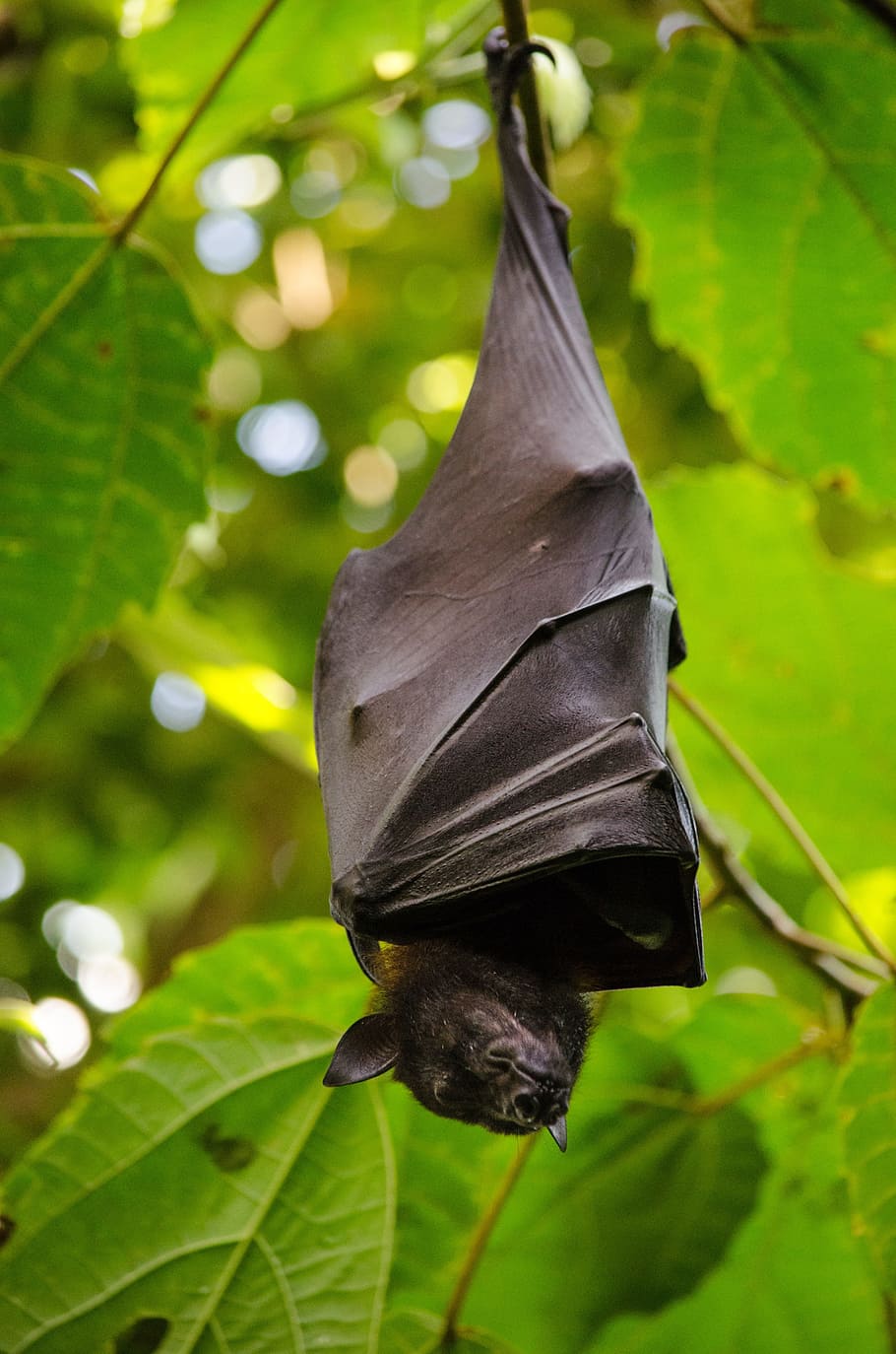 HD wallpaper: black bat sleeping while hanging on leaves, nature, leaf,  animal world | Wallpaper Flare