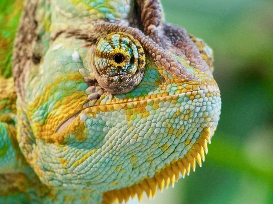 green chameleon, colour, colour change, yellow, colorful, nature HD wallpaper