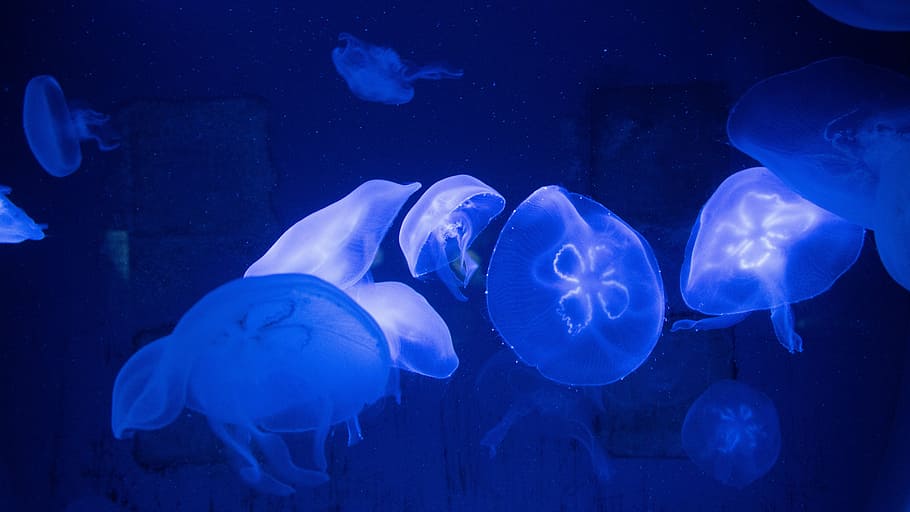 blue, fish, jellyfish, nature, underwater, swimming, sea life HD wallpaper