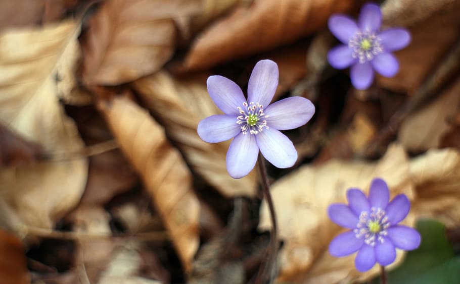 hepatica, blossom, bloom, flower, spring, flowering plant, freshness HD wallpaper
