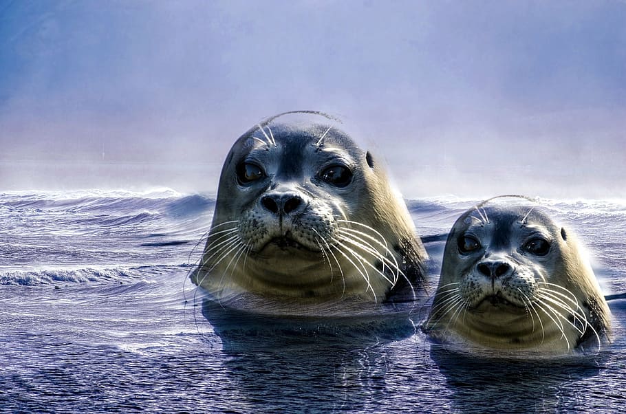 two white and black seals on water illustration, grey, animal, HD wallpaper