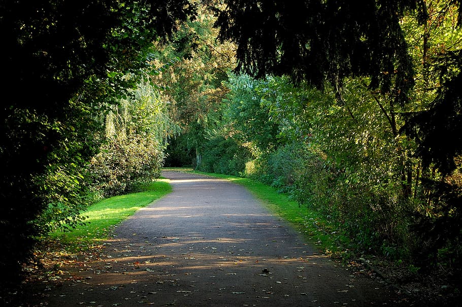 Park, Forest, Away, Leaves, Nature, Mood, the way forward, road HD wallpaper