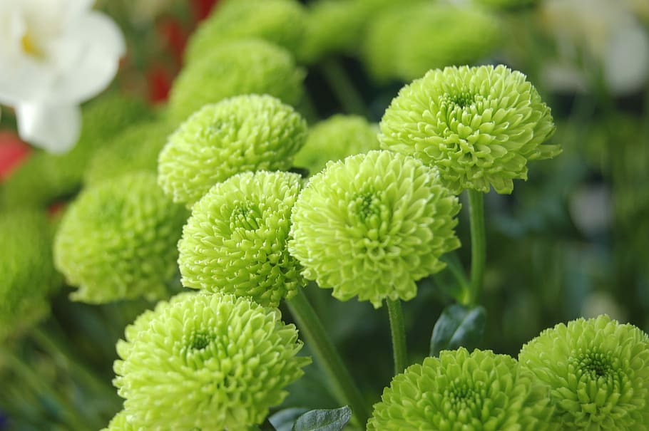 flower, leaf, santini, spring flowers, green color, freshness HD wallpaper