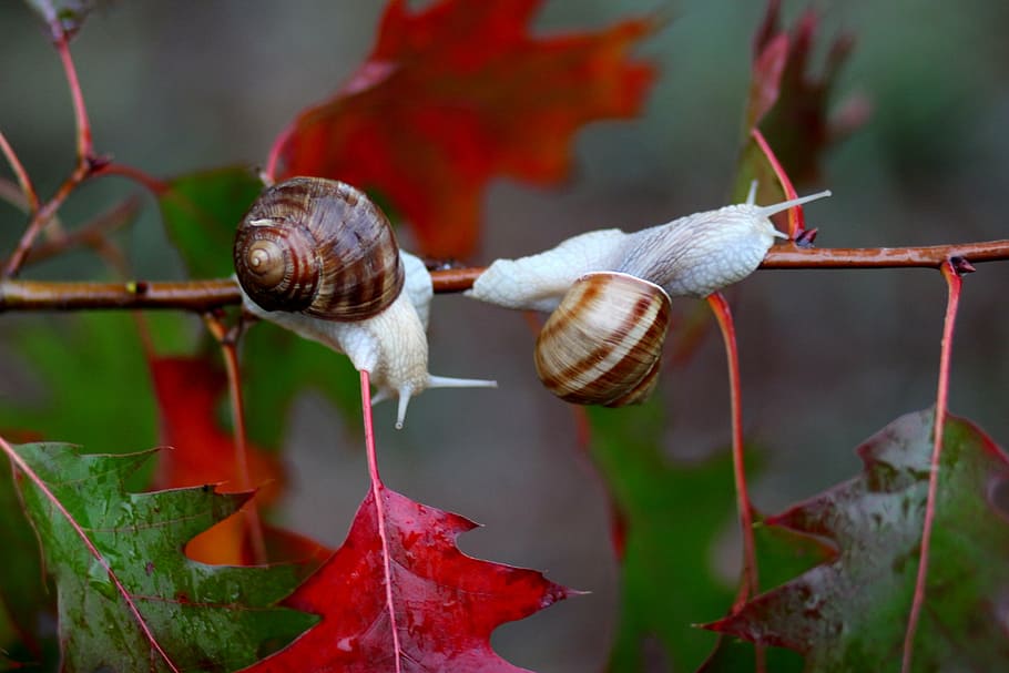 two brown snails perching on red leaf tree, leaves, autumn HD wallpaper