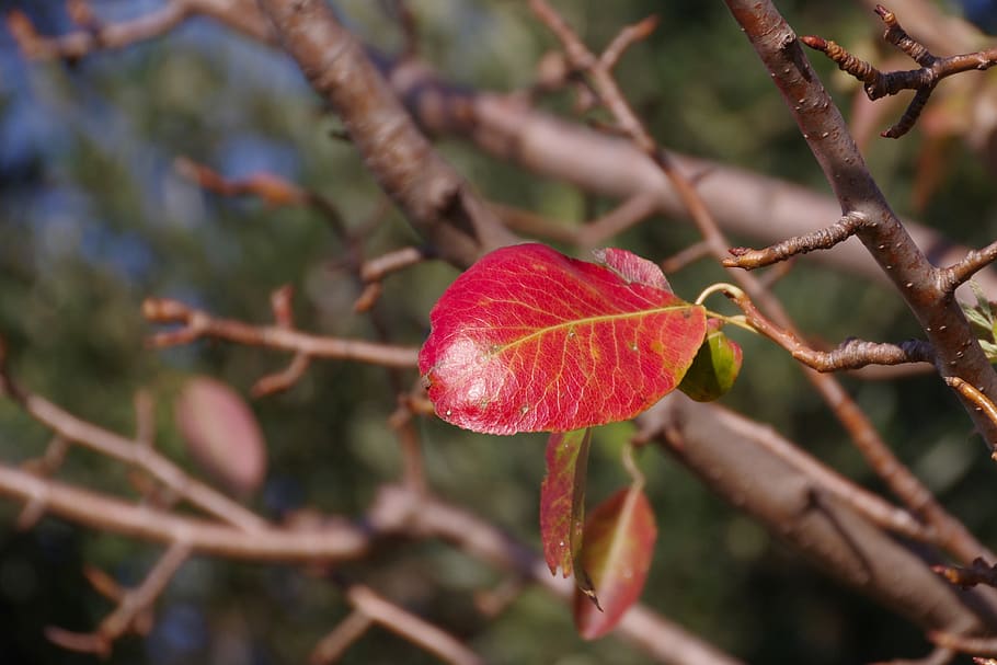 leaf, leaves, plant, winter, however, pear leaf, red leaf, branches HD wallpaper