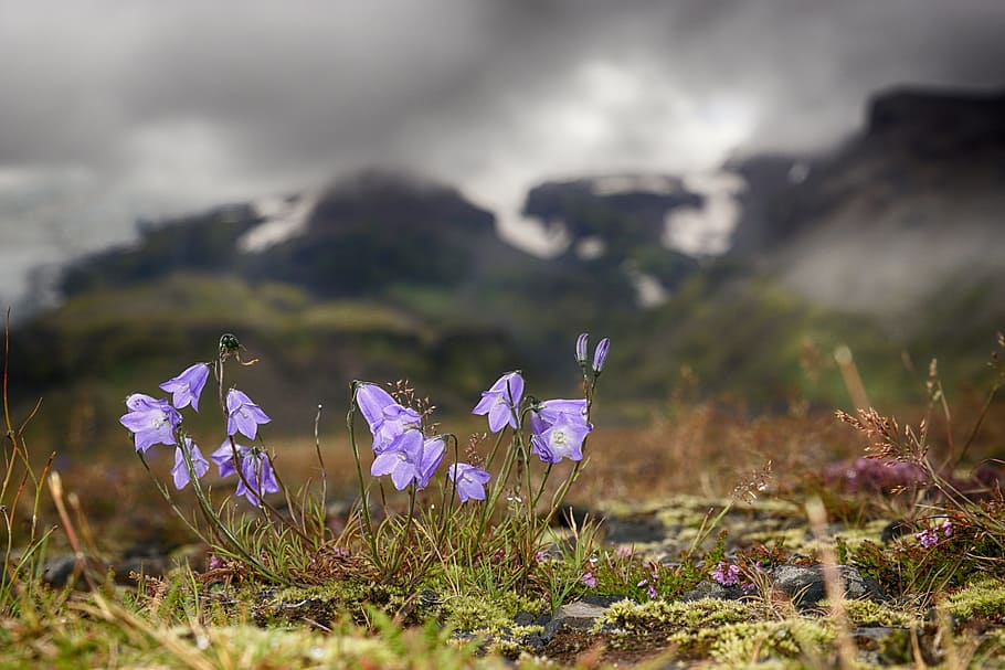 Bellflower, Light, Glacier, Mood, iceland, macro, nature, mountain HD wallpaper