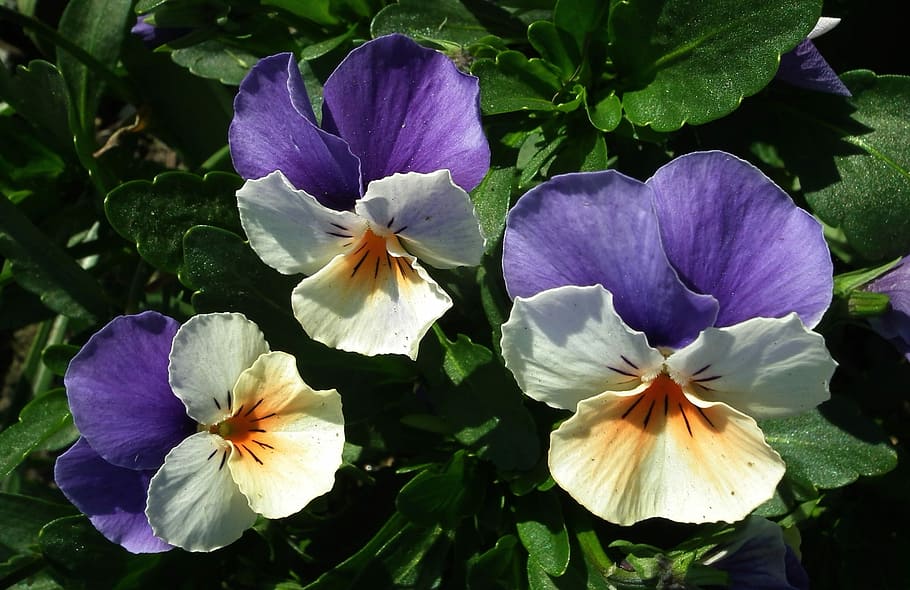 flower, pansies, colorful, spring, leaf, plant, garden, flowering plant HD wallpaper