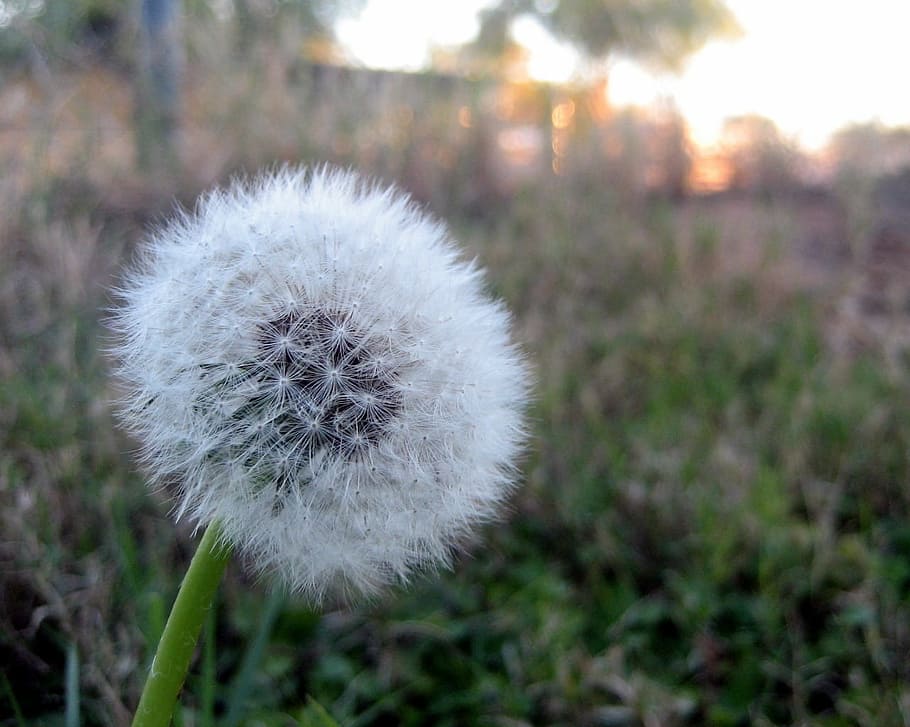 dandelion, breeze, wind, flower, yard, green, plant, close-up HD wallpaper