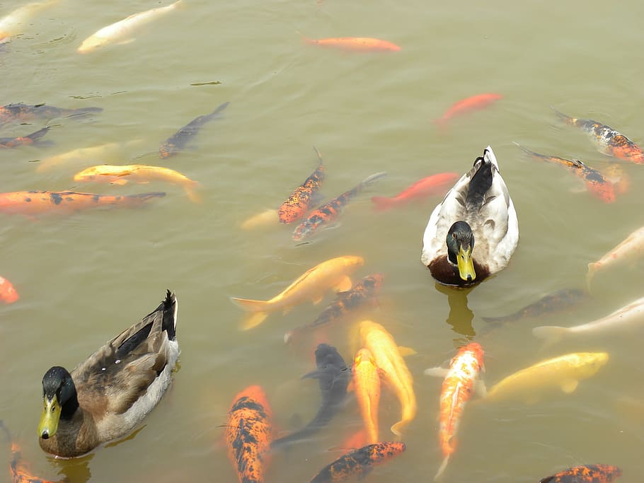 ducks, koi, goldfish, water, asia, pond, china, chengdu, animals in the wild HD wallpaper