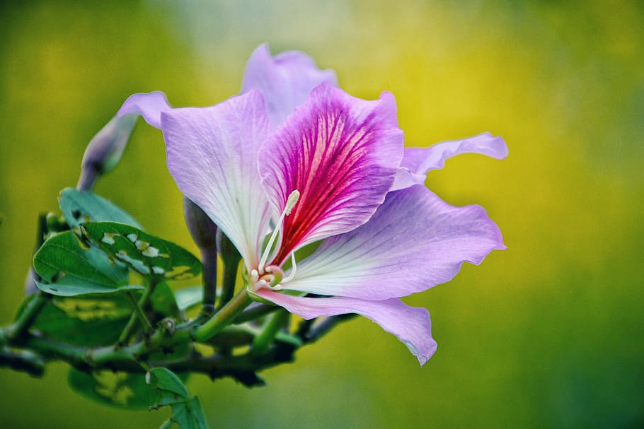 nature, flower, plant, leaf, garden, summer, beautiful, outdoor HD wallpaper