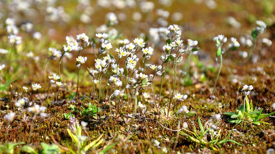 Moss, Flower, Nature, plant, growth, no people, leaf, flowering plant HD wallpaper