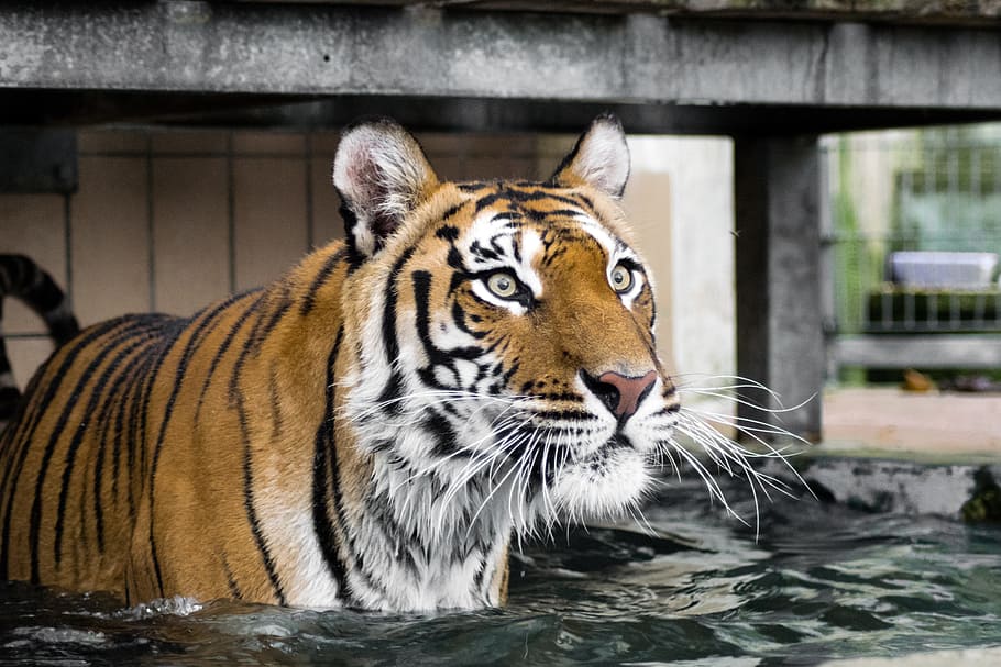 orange tiger in water at daytime, predator, cat, wildcat, siberian tiger HD wallpaper