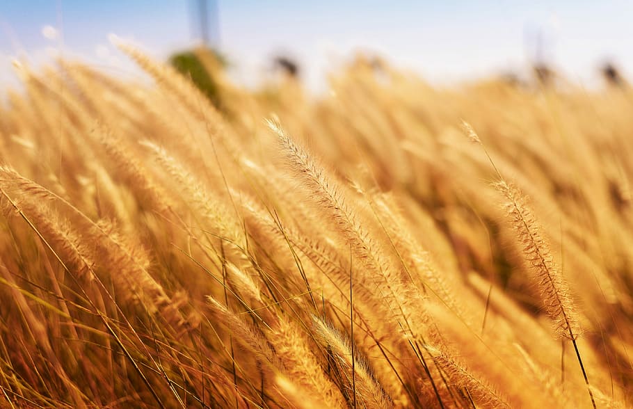 selective focus photography of brown wheat, Yellow, Wheat, Field HD wallpaper