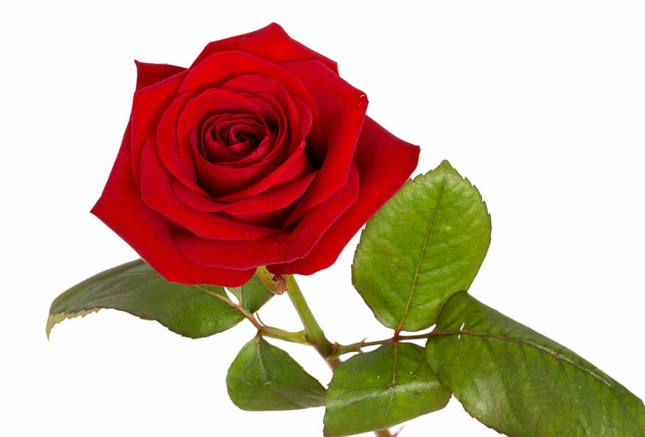 red rose flower macro photography, bloom, rose - Flower, nature HD wallpaper