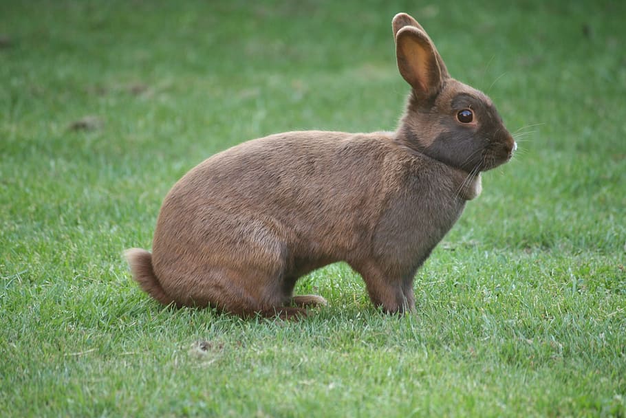 Bunny, Rabbit, Pet, Animal, grass, one animal, animal themes HD wallpaper