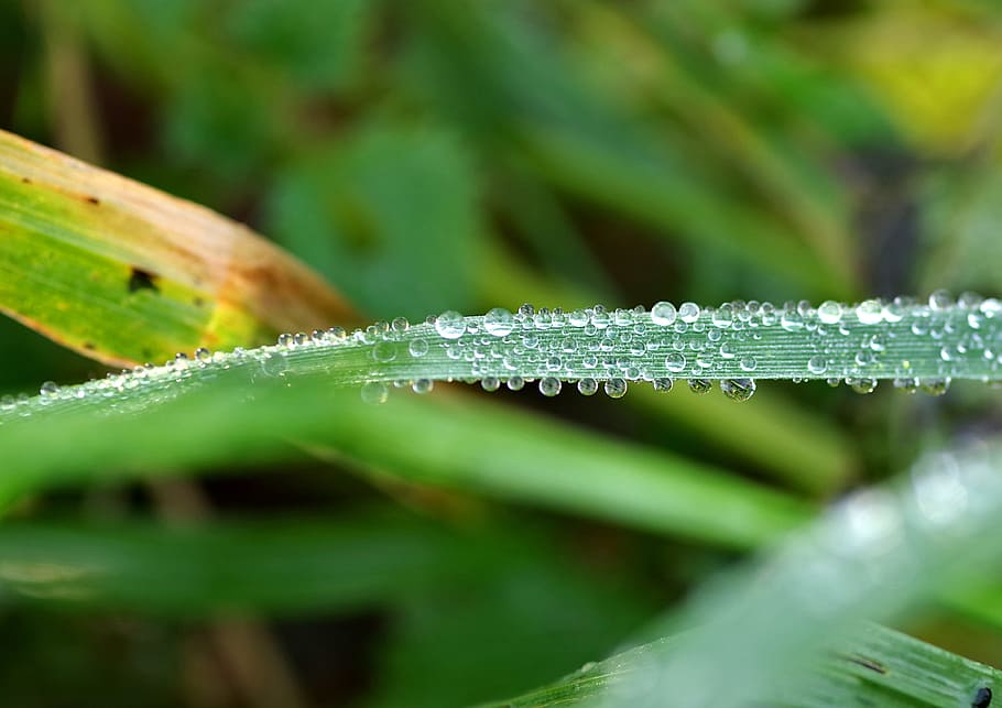 droplets, rosa, grass, rain, foliage, wet, rain drops, plant HD wallpaper