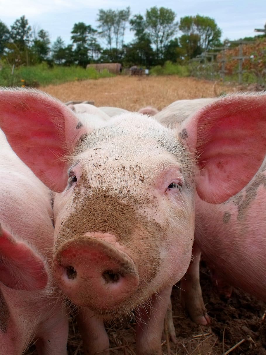HD wallpaper: three pink piglets during daytime, pigs, animals, mammals, farm  animals | Wallpaper Flare