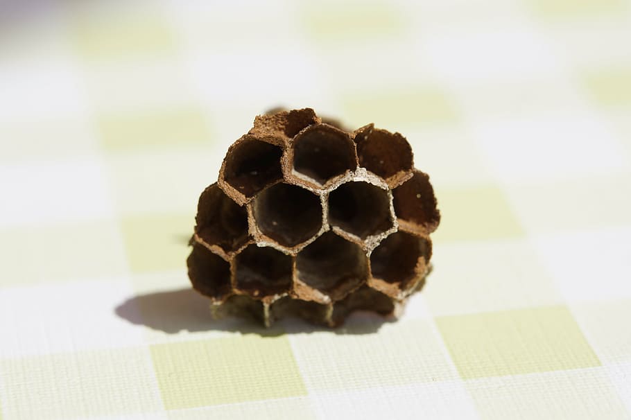 the hive, combs, empty, hexagon, hexagonal, close-up, no people HD wallpaper
