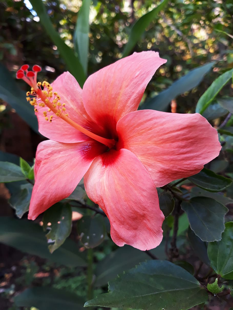flower, garden, flora, nature, leaf, fragility, flowering plant HD wallpaper