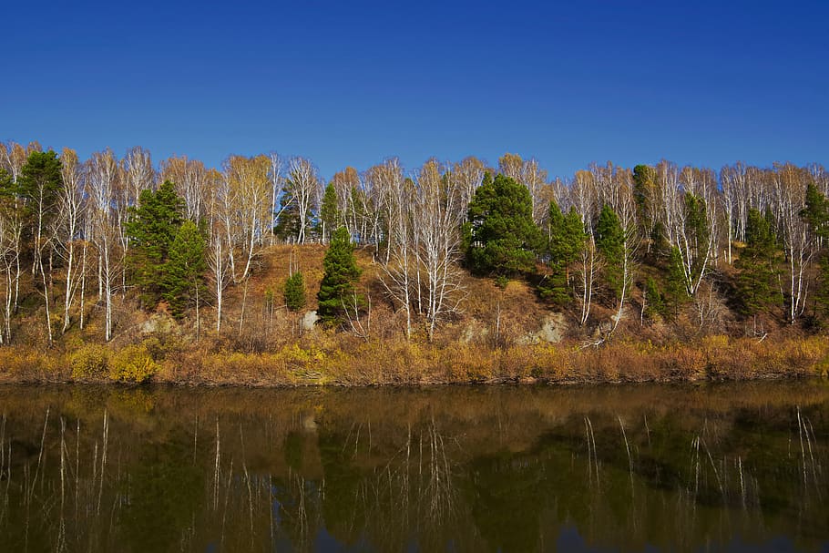 river, forest, nature, landscape, reflection, water, lake, tree HD wallpaper