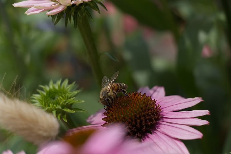 bee, nature, summer, flowers, garden flowers, insect, blossom HD wallpaper