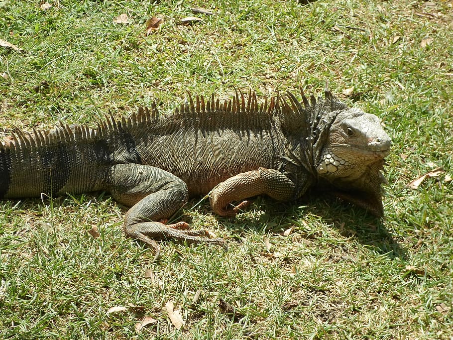 reptile, iguana, lizard, nature, animal, green, fauna, animal world HD wallpaper