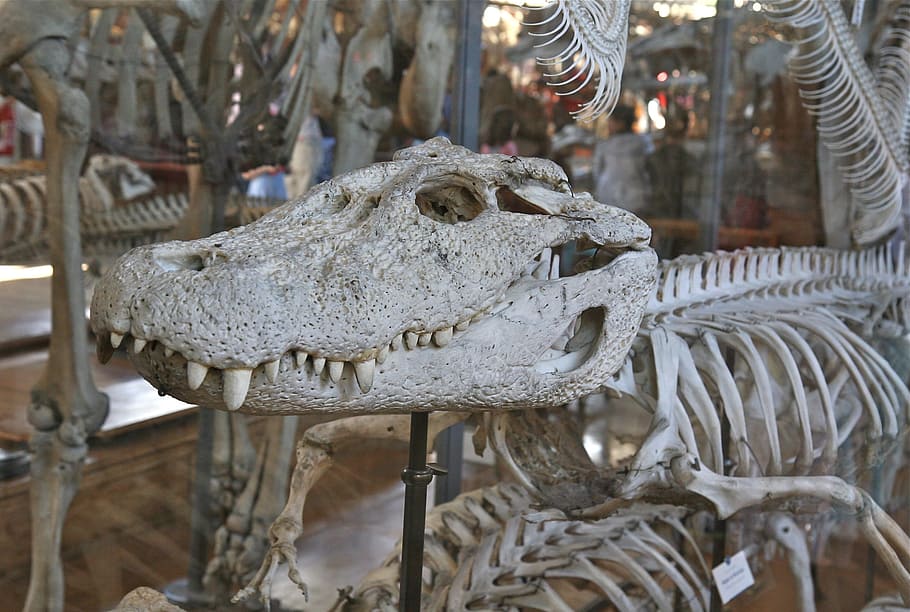 skull, white, crocodile, skeleton, bones, focus on foreground HD wallpaper