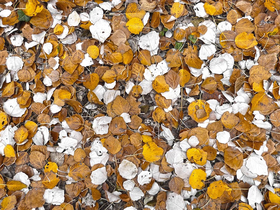 white and brown falling leaves, leaf, poplar, carpet leaves, autumn, HD wallpaper