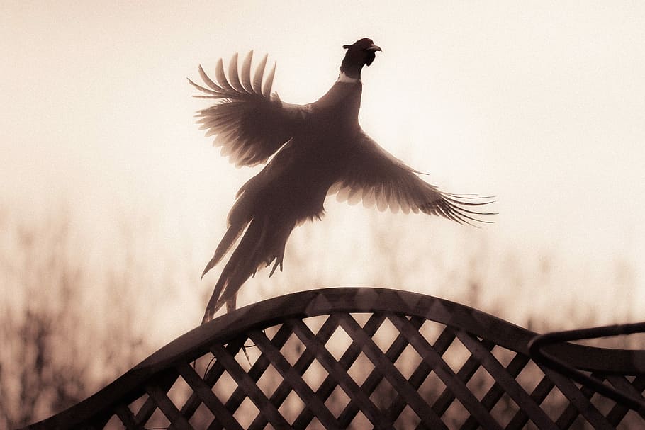 Love Within Beauty, peasant in flight, bird, fly, sunlight, glow HD wallpaper