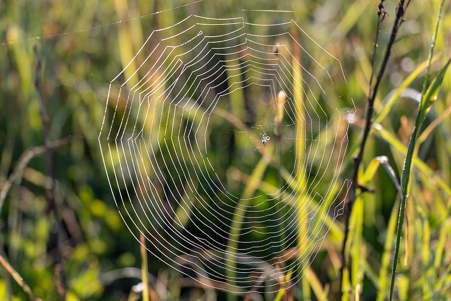 spider web, rosa, nature, drops, closeup, ray, fragility, vulnerability HD wallpaper