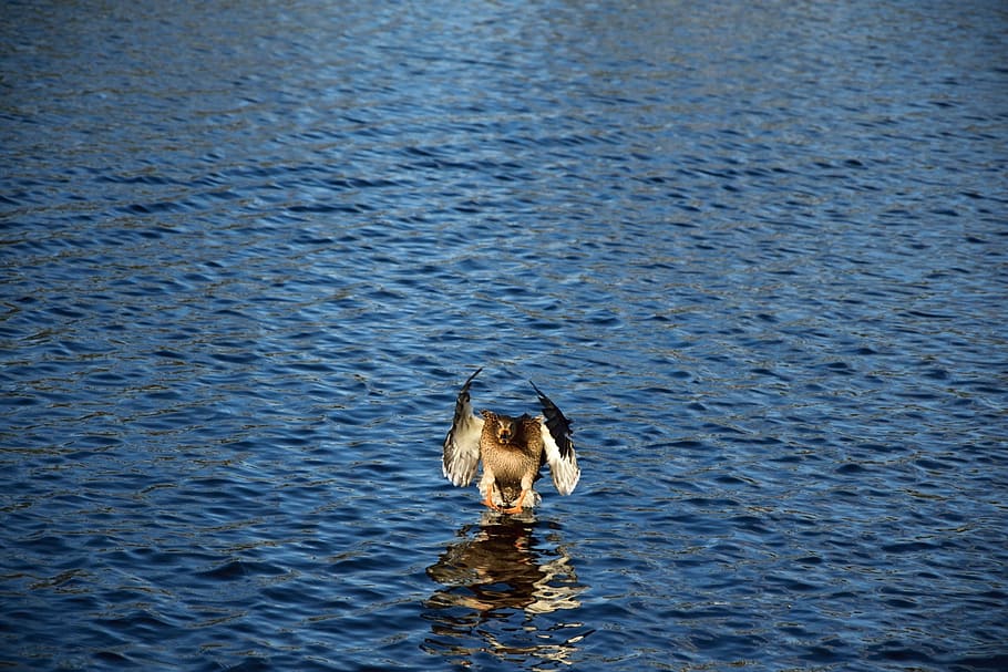 duck, water, landing, one animal, animal themes, vertebrate HD wallpaper