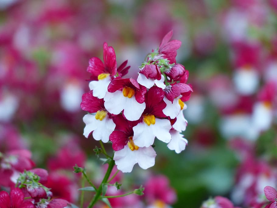 purple and white flower, elf mirror, blossom, bloom, red, balcony plant HD wallpaper