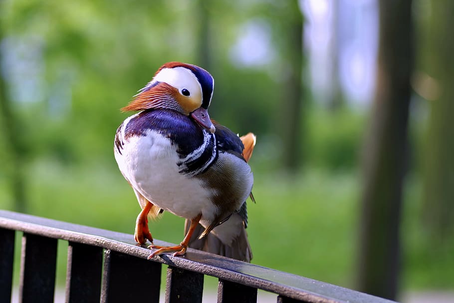 mandarin, bird, duck, colored, dashing, hybrid, water bird HD wallpaper