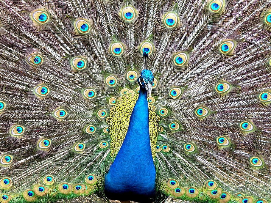 peacock, nature, blue, green, bird, feather, animal, multi Colored HD wallpaper