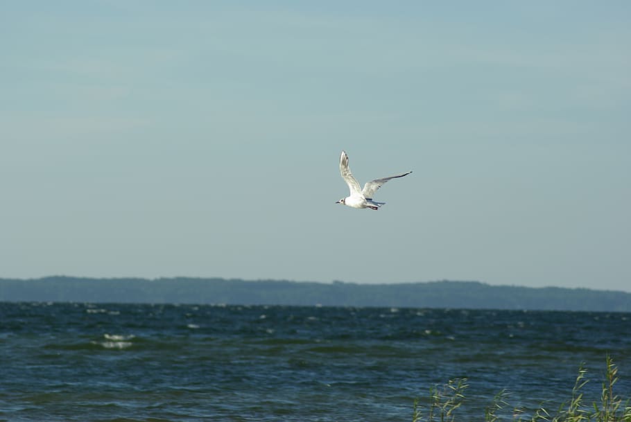 seagull, bird, sky, water, animal themes, vertebrate, animals in the wild HD wallpaper