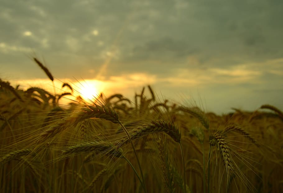 barley, the sun, clouds, growth, plant, sky, crop, agriculture HD wallpaper
