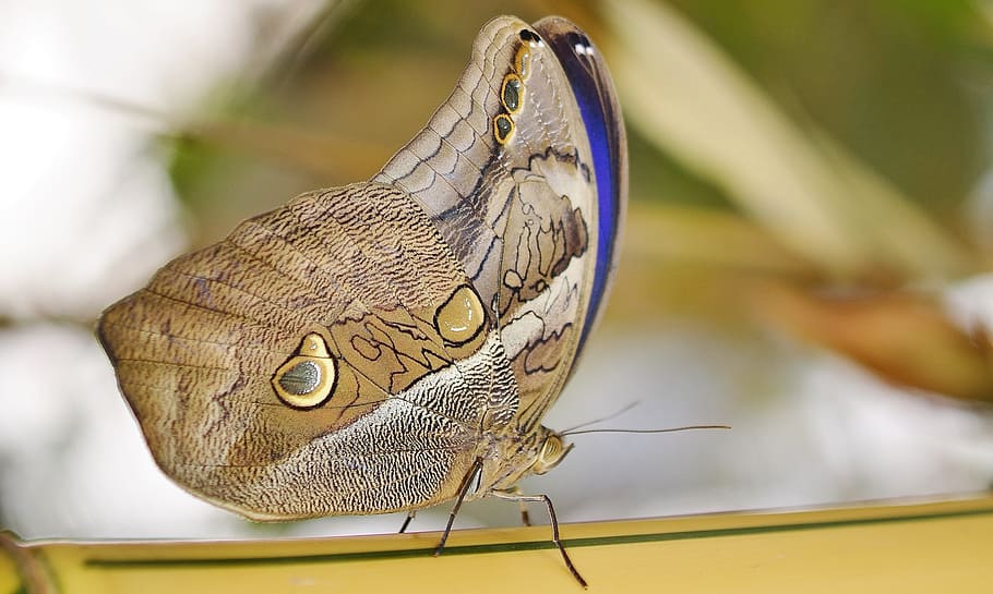 close up photo of brown and blue owl butterfly, Insect, Macro