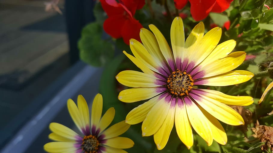 Spring, Flowers, the see super maximum, petal, flower head HD wallpaper