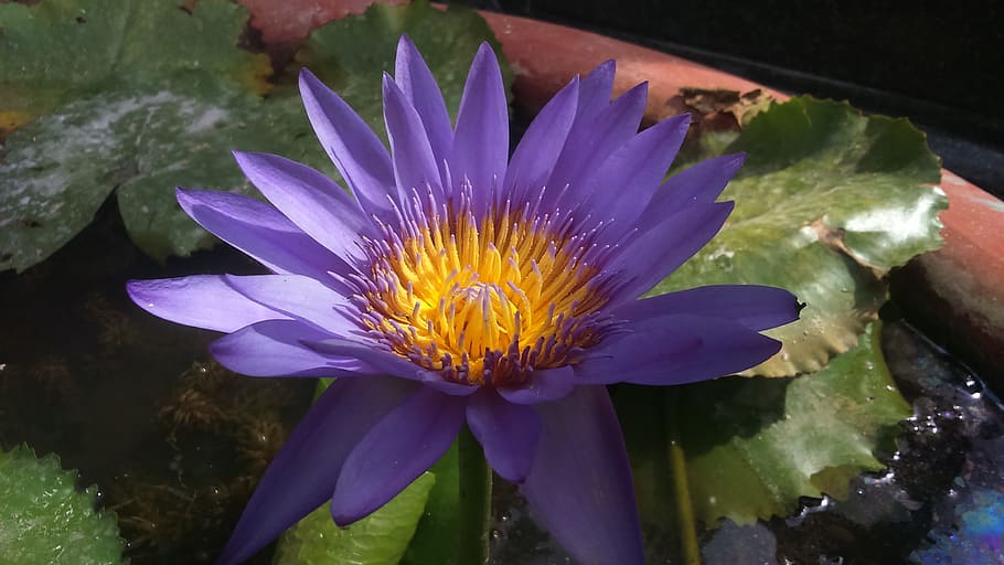 flora, nature, flower, leaf, pool, flowering plant, freshness HD wallpaper