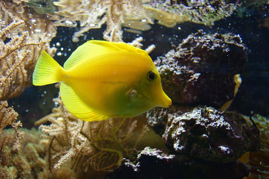 yellow fish, underwater, swim, animal themes, animal wildlife HD wallpaper