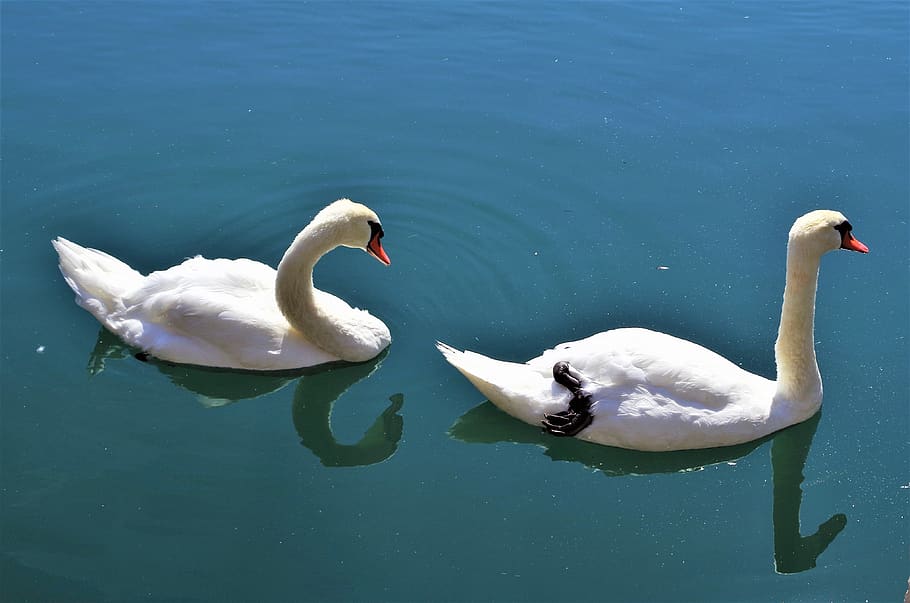 swans, water, white, animals in the wild, animal wildlife, animal themes HD wallpaper