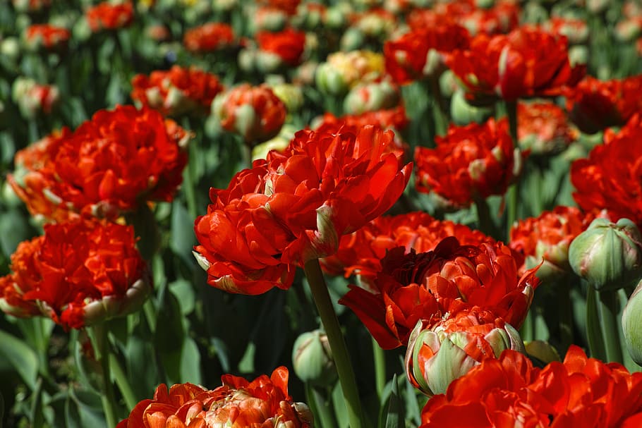 tulips, red, flower, spring, macro, beautiful, red tulips, plant HD wallpaper
